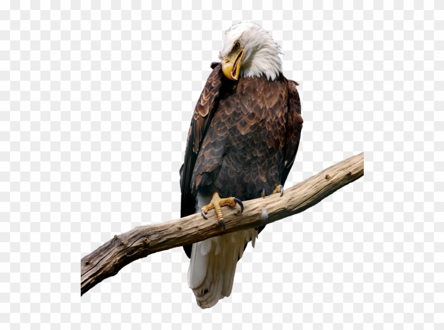 Eagle On Branch Png Picture Parrot, Eagles, Clip Art, - Eagle On Branch Png Transparent Png