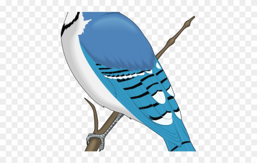 Jay Clipart Rare Bird - Blue Jay Clip Art - Png Download