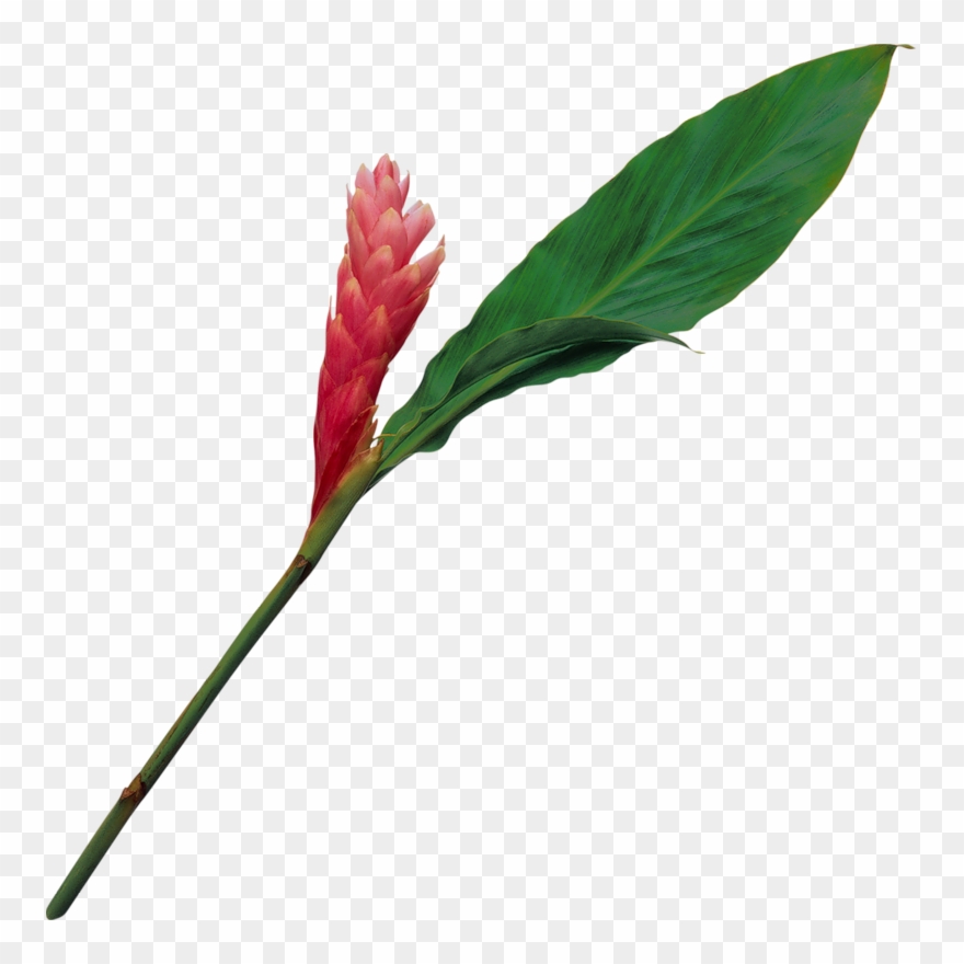 Фотографии В Альбоме «розовые» Svetlera На Яндекс - Notas Espirituales Para Mí Mismo: La Sabiduría Indispensable Clipart