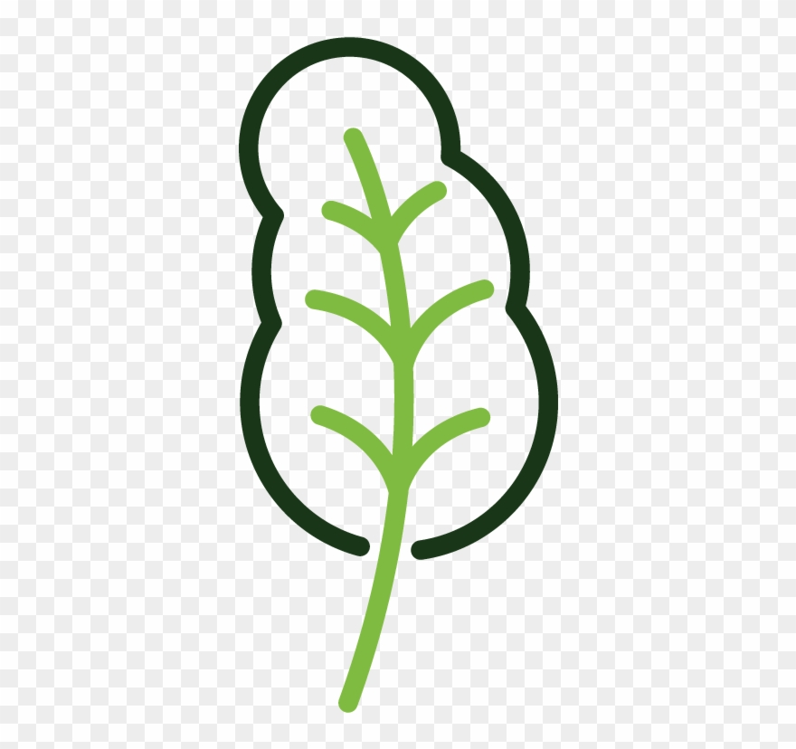 Kale-icon - Plastic Surgery Clipart