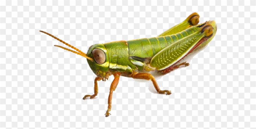 Grasshopper Png - South Africa Grasshopper Clipart