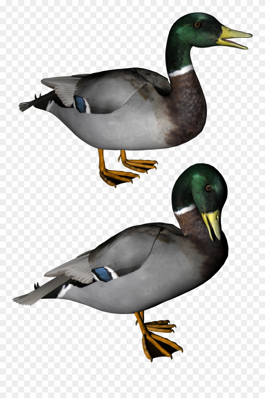 Duck Sticker - Duck Clip Art - Png Download