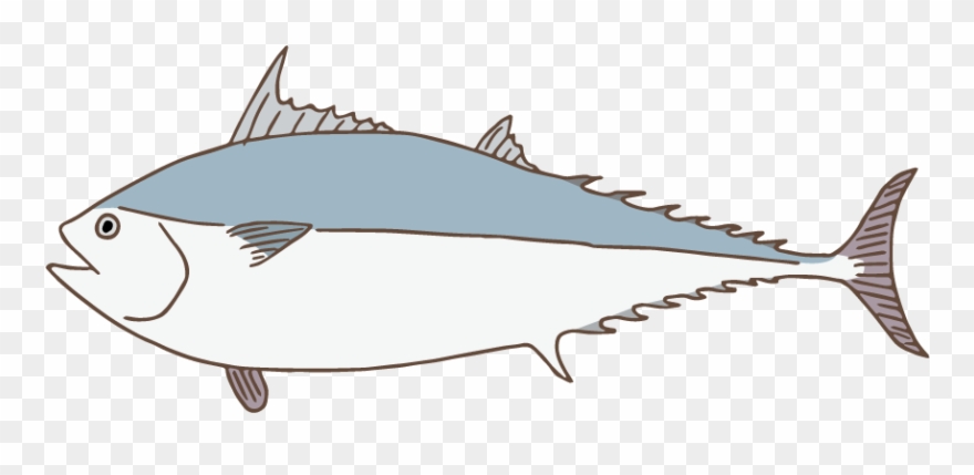 Kawakawa/mackerel Tuna - Illustration Clipart