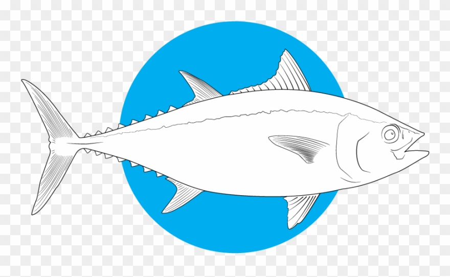 Bluefin Tuna - Ray-finned Fish Clipart