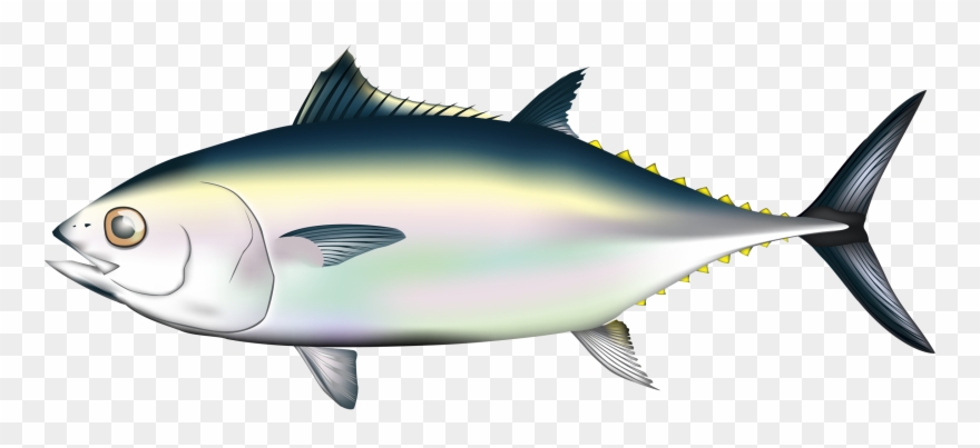 Fish And Sea Pinterest Album - Pacific Bluefin Tuna Png Clipart