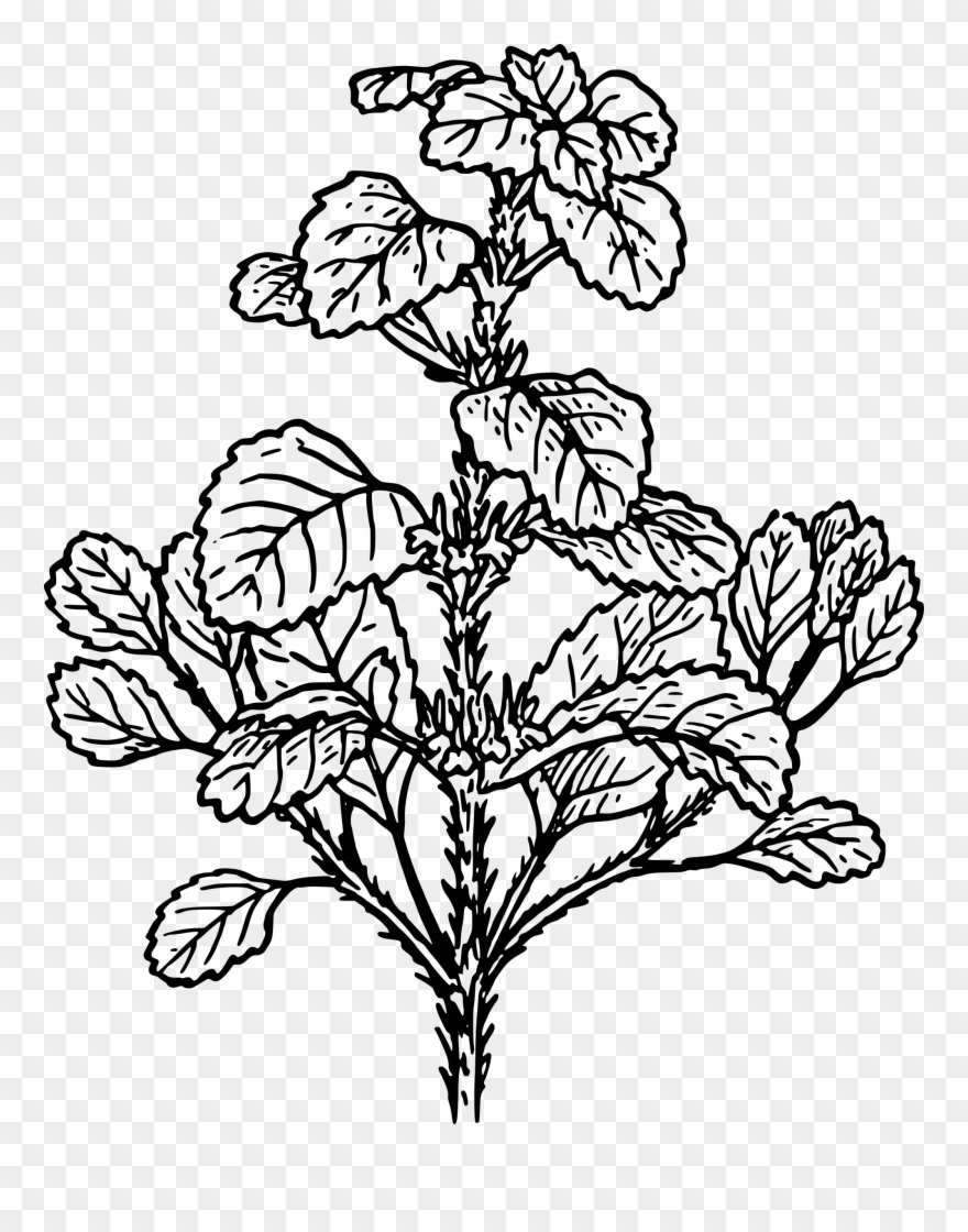 Clipart - Herbs Plants Black And White - Png Download
