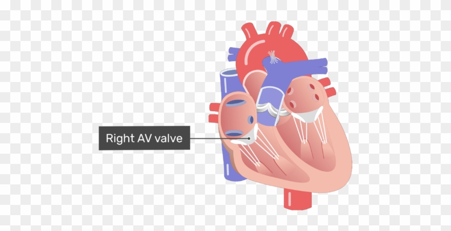 Meet The Heart - Heart Coronary Arteries Png Clipart