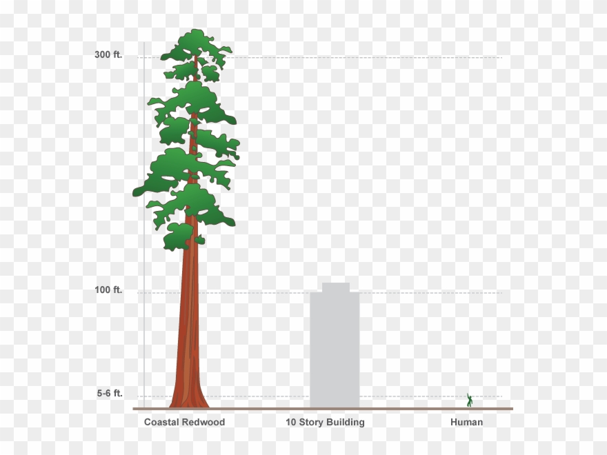 Svg Free Design Interactive Infographics In Adobe Edge - Redwood Tree Compared To Human Clipart