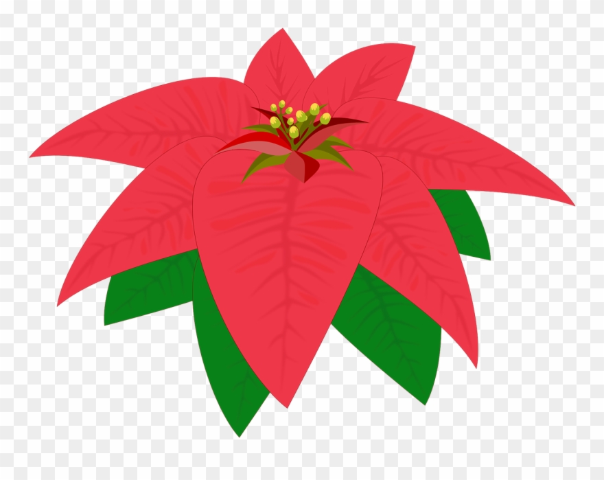 Pink Leaf Cliparts 22, Buy Clip Art - Flor De Nochebuena Png Transparent Png