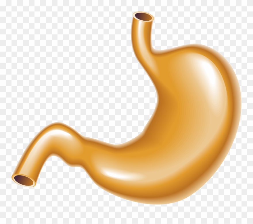 Stomach Large Intestine Human Body - Stomach 3d Png Clipart