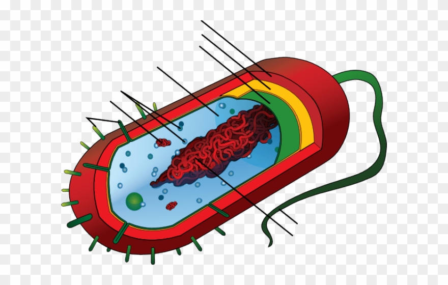Bacteria - Prokaryotic Cell Diagram Clipart