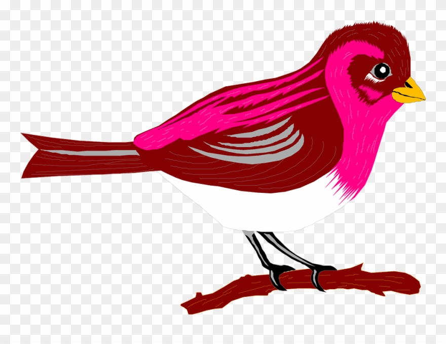 Finch Clipart Bird Branch - Transparent Pic Cartoon Bird - Png Download