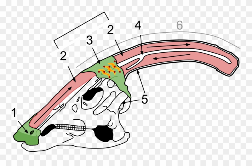 Do You Know The Names Of The Dinosaurs In The Jurassic - Parasaurolophus Crest Clipart
