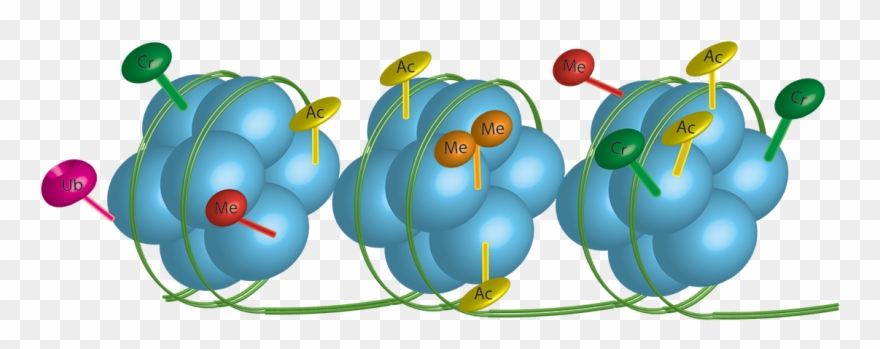 Our Lab Is Studying The Role Of Epigenetic Pathways - Radiation Therapy Clipart