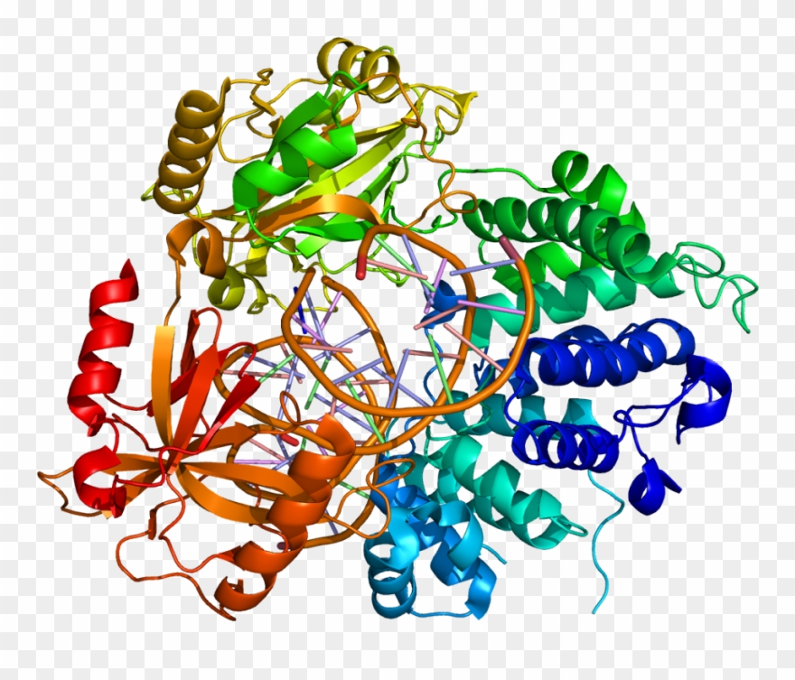 Dna Ligase 1 Structure Clipart