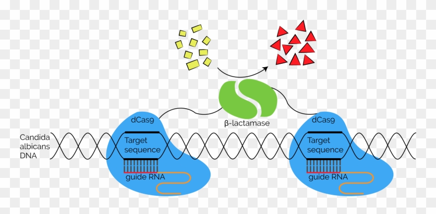 Fusing Each With One Part Of A Split Β Lactamase Enzyme, - Graphics Clipart