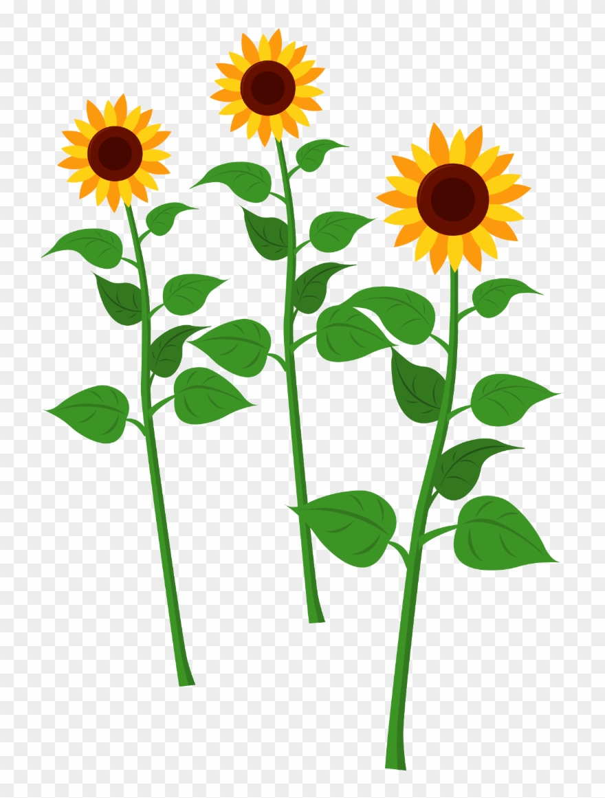 Sunflowers - Common Sunflower Clipart