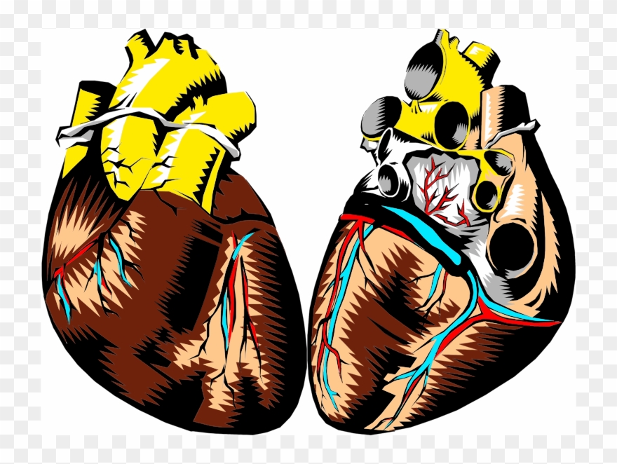 Medium Image - Human Heart Not Labeled Clipart