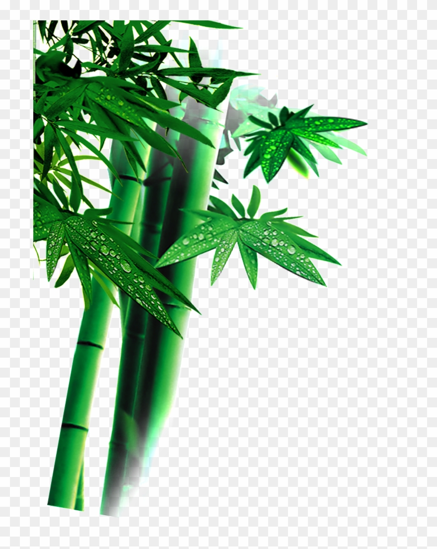Beautiful High Definition Green Bamboo Leaves Png - اوراق شجر خضراء Png Clipart