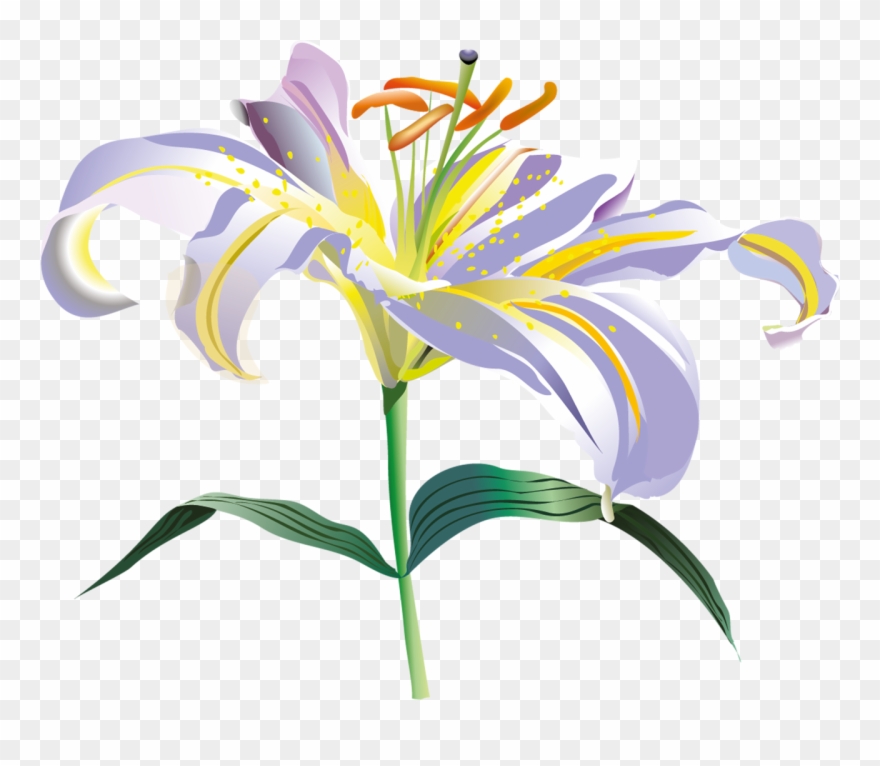 Flores Vectoriales Con Fondo Transparente - Drawing Clipart