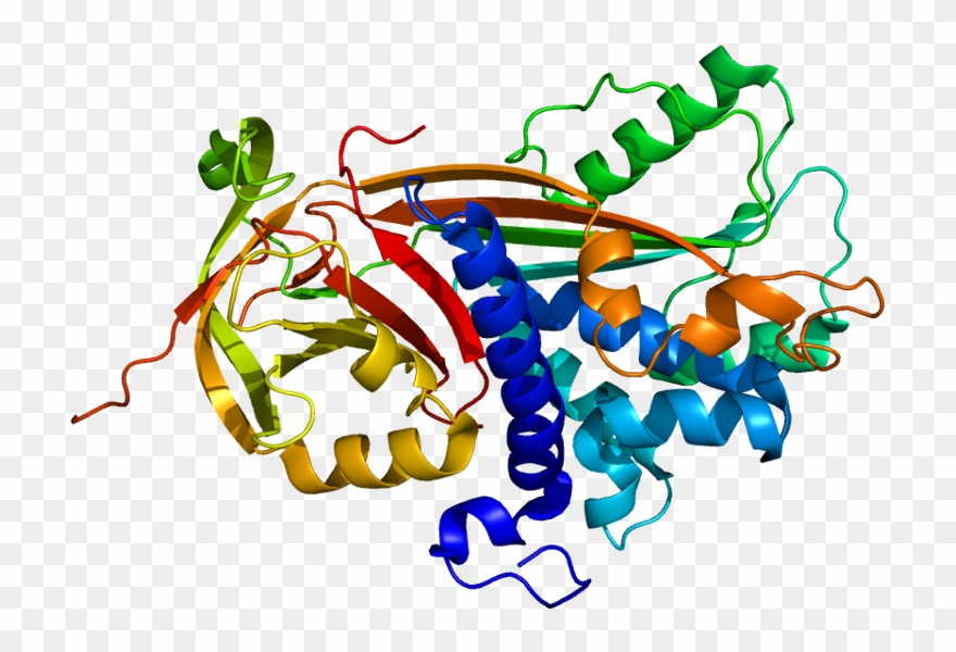 Pigment Epithelium Derived Factor Clipart