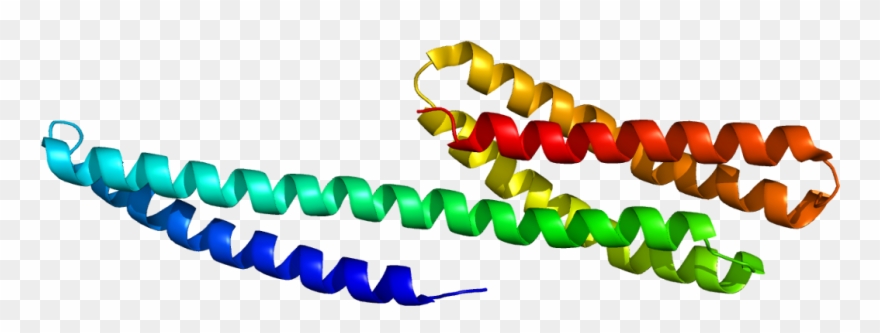 Catenin Alpha-1 Clipart