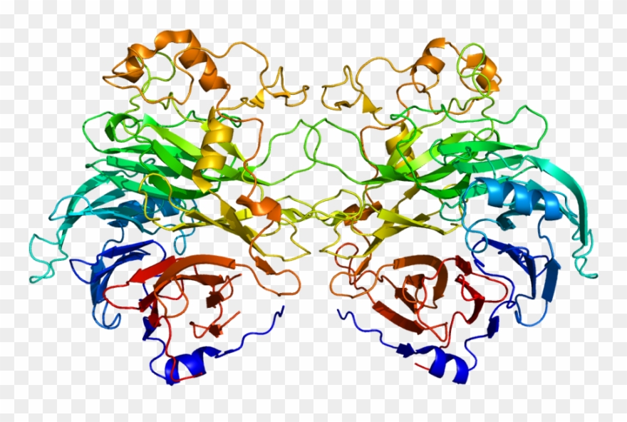Semaphorin 3a Structure Clipart