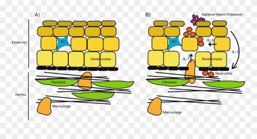 Nonimmune Cells Are A Source Of Proinflammatory Cytokines, Clipart
