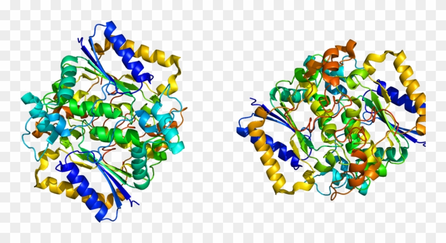 Nqo1 Enzyme Clipart