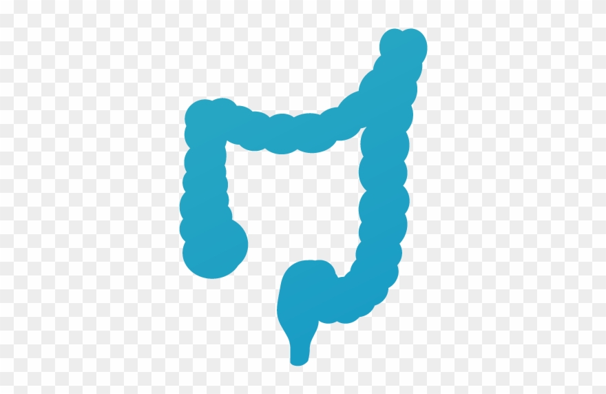 Gut Microbiome - Colon Clipart
