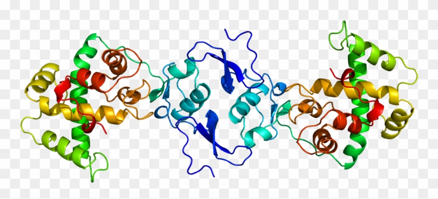 Non Collagenous Proteins Clipart