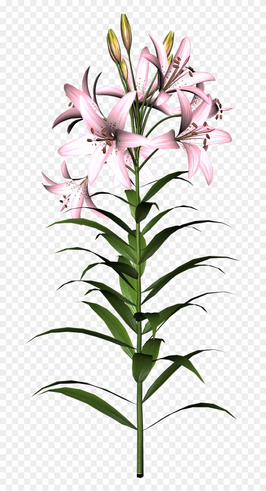Clipart Info - Lily Flower - Png Download