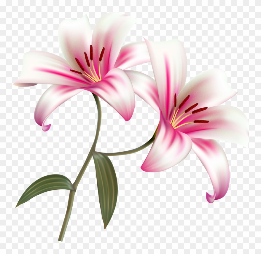 Фото, Автор Soloveika На Яндекс - Flower Clipart