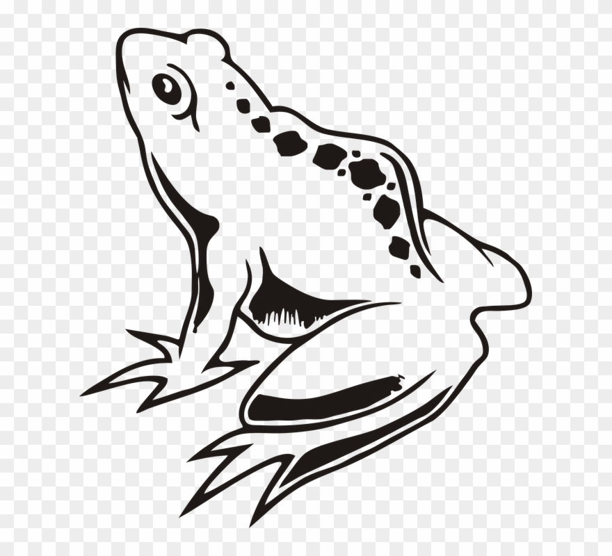 Black And White Frog 9, Buy Clip Art - Anfibios A Blanco Y Negro - Png Download