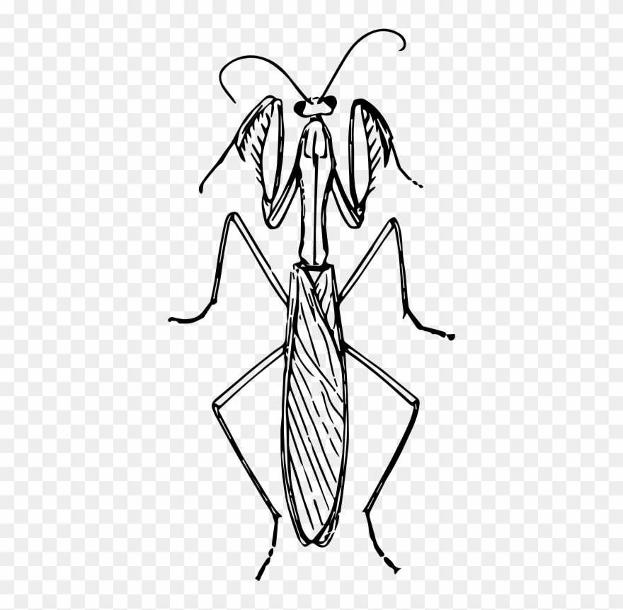 Medium Image - Praying Mantis Image Black And White Clipart