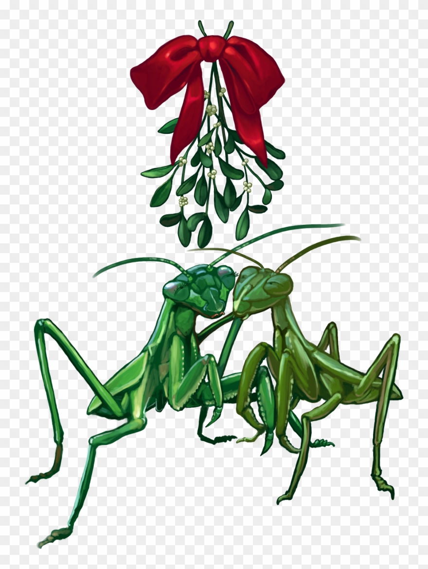 2013 Christmascard Mantis1scaled 2013 Christmascard - Mistletoe Clipart