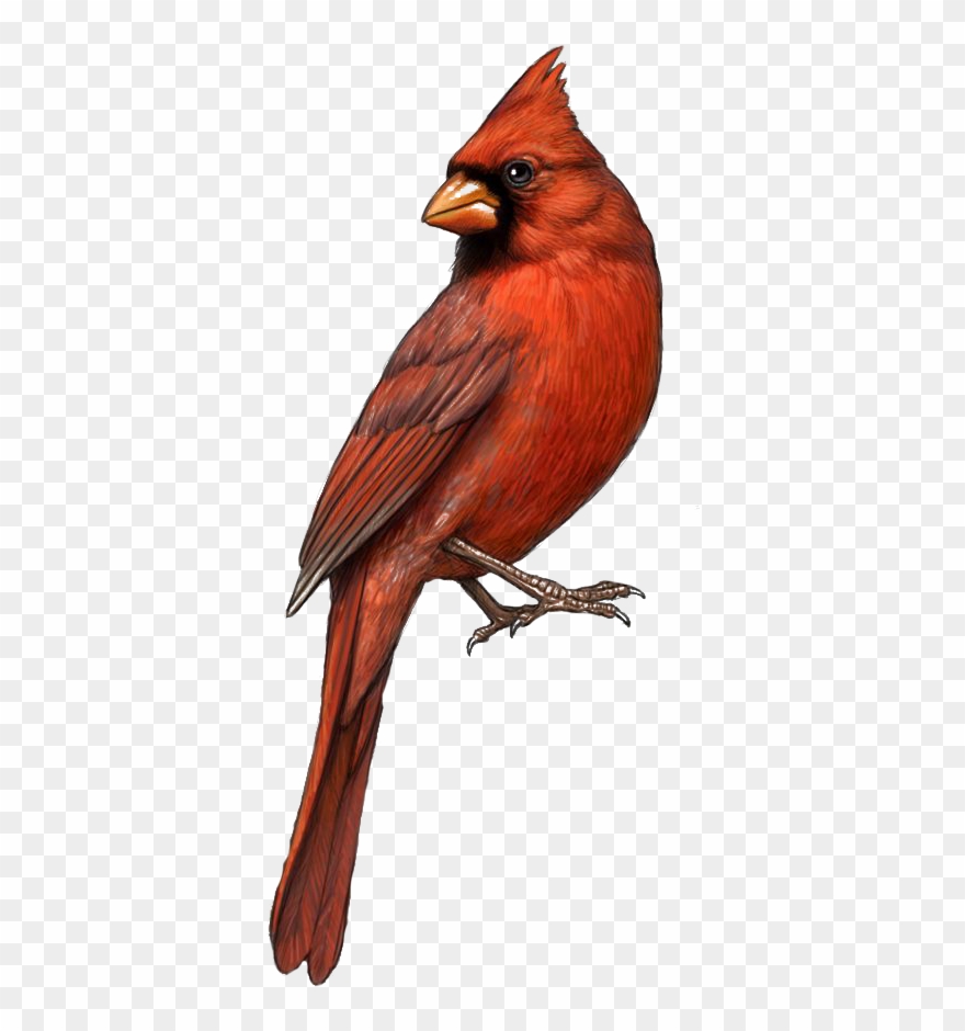 St Louis Cardinals Northern Drawing Clip Art - Cardinal Illustration - Png Download