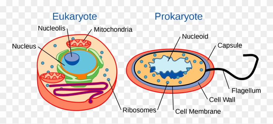 Eukaryotes And Prokaryotes - Eukaryotic And Prokaryotic Cells Clipart