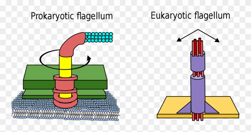 Difference Between Prokaryote And Eukaryote Flagella - Prokaryotic Flagellum Clipart