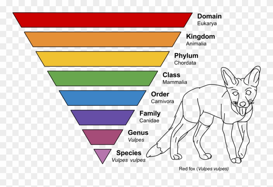 Fox Taxonomy Clipart