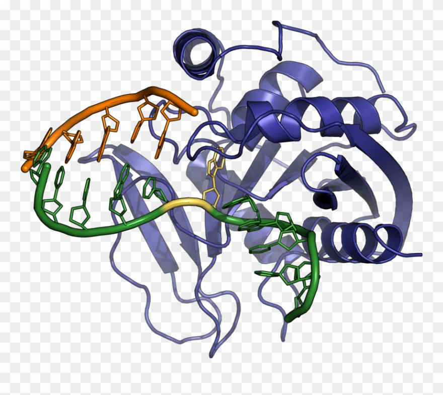 Endonuclease V Structure Clipart