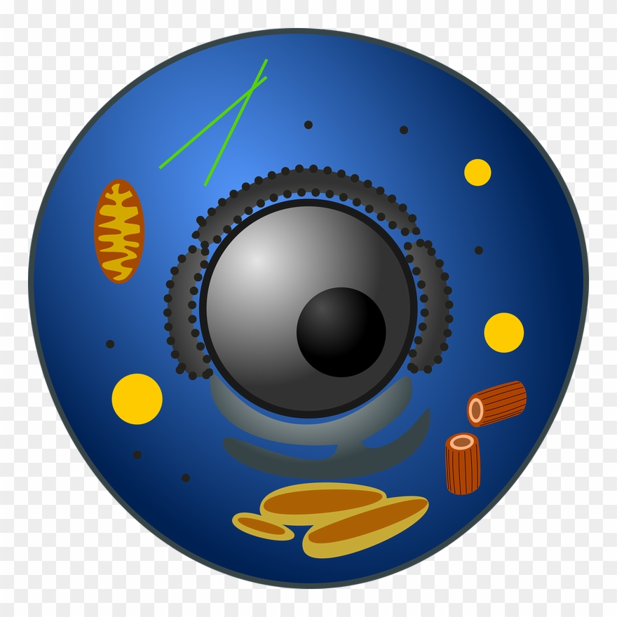 What Is A Prokaryotic Cell Components Of Prokaryotic - Celulas Animal Clipart
