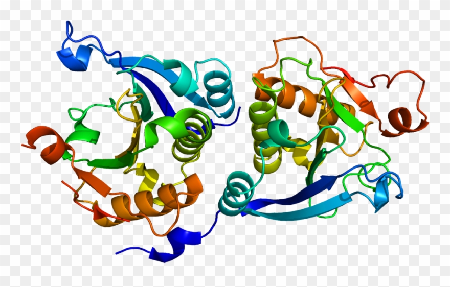 Eif4e Protein Clipart
