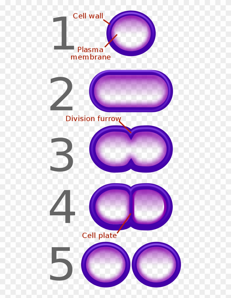 Bacterial Fission - Diagram Of Binary Fission In Bacteria Clipart