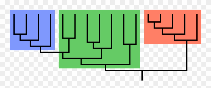 Phylogeny Clade Clipart