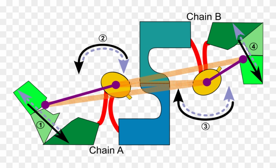 Soluble Proteins - Protein Clipart