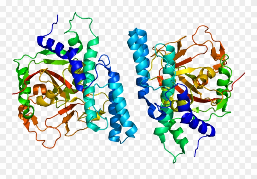 Ca 125 Protein Structure Clipart