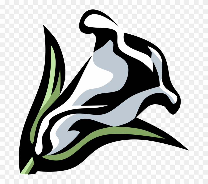 Vector Illustration Of Calla Lily Botanical Horticulture - Calla Lily Clip Art - Png Download
