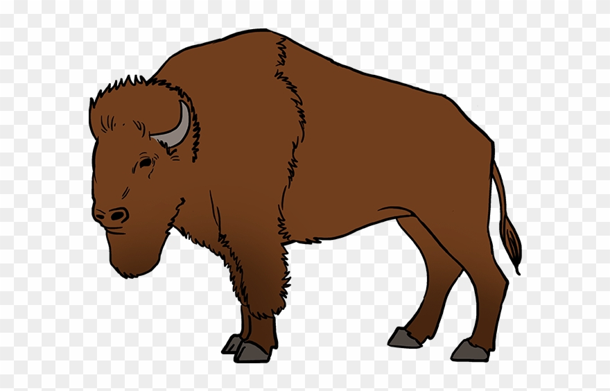 How To Draw Buffalo - Draw A Buffalo Clipart