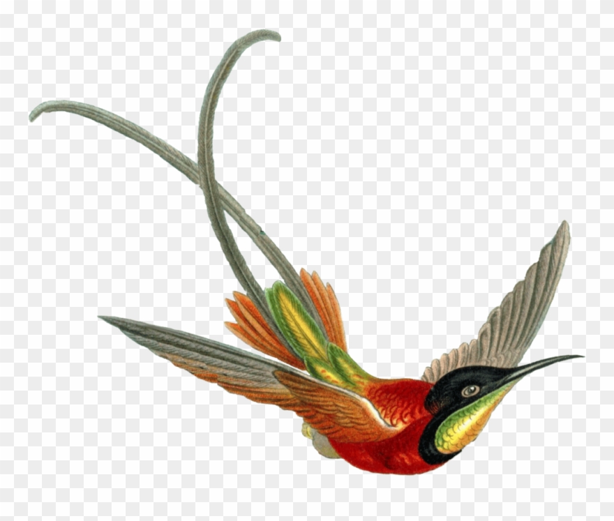 Contact - Wayne@roninbard - Com - - Beautiful Hummingbirds Art 17" Laptop Sleeve Clipart